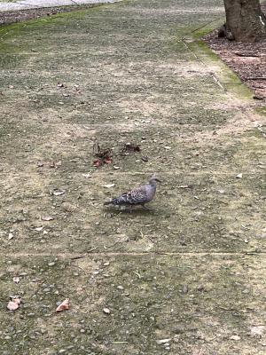 <a href="https://taieol.tw/muse/digi_object/0574fa3cacb50ee9fe77a8acd8b80190" target="_blank">金背鳩／By：zhanyue／iNaturalist</a>