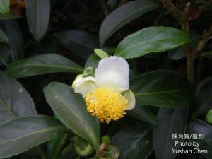 <a href="https://taieol.tw/muse/digi_object/4b2a9be45207b1ac880b779bf99ffd20" target="_blank">茶／By：cyst007／iNaturalist</a>