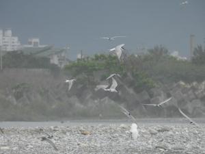 <a href="https://taieol.tw/muse/digi_object/7fe6d299990d353700dee52ff90f5b4a" target="_blank">燕鷗／By：abujudy／iNaturalist</a>