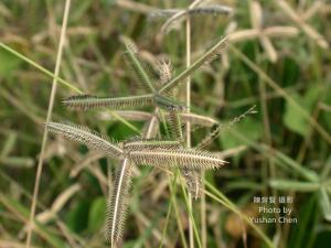 龍爪茅