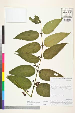 <a href="https://brmas.openmuseum.tw/muse/digi_object/fe7f92729e07d4d0e1f12f91298cb590" target="_blank">Leycesteria／中央研究院生物多樣性研究博物館植物標本館 (HAST)</a>