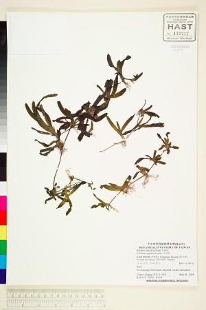 <a href="https://brmas.openmuseum.tw/muse/digi_object/fe826edc4f815bee7f901059237becd5" target="_blank">大苦草／中央研究院生物多樣性研究博物館植物標本館 (HAST)</a>