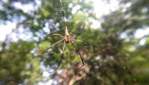<a href="https://taieol.tw/muse/digi_object/ffaf9fb655ecb8f7e019b1b7470ced10" target="_blank">人面蜘蛛／By：erickkao／iNaturalist</a>