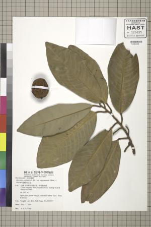 <a href="https://brmas.openmuseum.tw/muse/digi_object/fe8e8f870f13b10a1734259ec166d04c" target="_blank">蘭嶼肉豆蔻／中央研究院生物多樣性研究博物館植物標本館 (HAST)</a>
