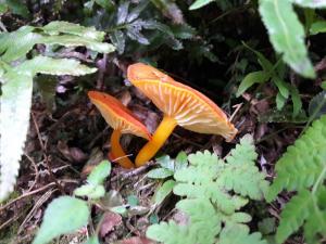 Hygrocybe suzukaensis(朱黃濕傘)