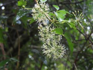 <a href="https://taieol.tw/muse/digi_object/e4e5d0643c9e440a458f05f55f82c072" target="_blank">三葉五加／By：naturalist14740／iNaturalist</a>