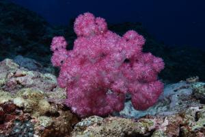 大棘穗軟珊瑚