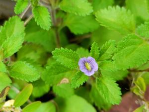 <a href="https://taieol.tw/muse/digi_object/40e934efaccb7be0aba06ea246c32941" target="_blank">輪葉孿生花／By：hua5／iNaturalist</a>