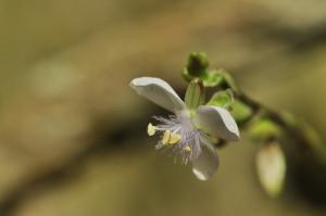 <a href="https://taieol.tw/muse/digi_object/fc92d456dbb536268eea9790147f5934" target="_blank">葶花水竹葉／By：RECKON／臺灣物種名錄(TaiCOL)</a>