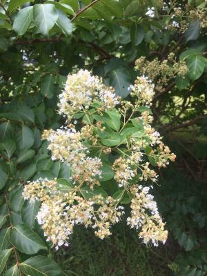 <a href="https://taieol.tw/muse/digi_object/4ba4083e556a80ab3a221eec7b3f10f8" target="_blank">九芎／By：herqles／iNaturalist</a>