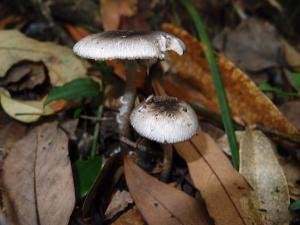 Amanita fuliginea(灰花紋鵝膏)