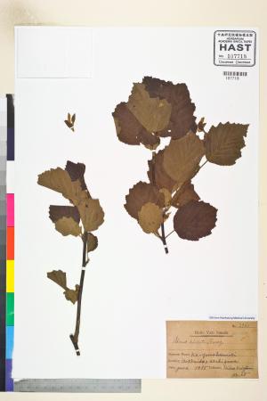 <a href="https://brmas.openmuseum.tw/muse/digi_object/fee7e4e69d48522fb0318950e4cf4627" target="_blank">榿木屬／中央研究院生物多樣性研究博物館植物標本館 (HAST)</a>