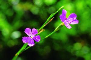 <a href="https://taieol.tw/muse/digi_object/3617c27bad38f95203b877c61e012438" target="_blank">石竹／By：金門植物誌／金門國家公園管理處</a>