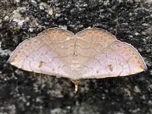 <a href="https://taieol.tw/muse/digi_object/8def5dea8275115f3cf9c4bd79dc5437" target="_blank">小奴裳蛾／By：suchihfen／iNaturalist</a>