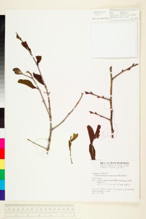 <a href="https://brmas.openmuseum.tw/muse/digi_object/ff2e87d964f2efb93e2571825825e235" target="_blank">李棟山桑寄生／中央研究院生物多樣性研究博物館植物標本館 (HAST)</a>