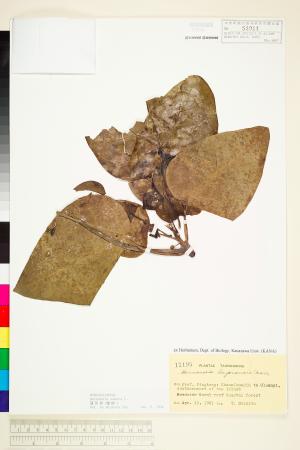 <a href="https://brmas.openmuseum.tw/muse/digi_object/ff410ee72a9350fe346e1d752465352e" target="_blank">蓮葉桐(蠟樹)／中央研究院生物多樣性研究博物館植物標本館 (HAST)</a>