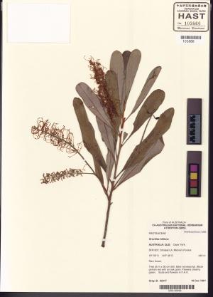 <a href="https://brmas.openmuseum.tw/muse/digi_object/ff4a2b4b99b1cac26dca2e90e9916293" target="_blank">銀樺屬／中央研究院生物多樣性研究博物館植物標本館 (HAST)</a>