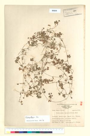 <a href="https://brmas.openmuseum.tw/muse/digi_object/ff4ecbf71da2170f1b6d00743b56baa0" target="_blank">菲島天胡荽／中央研究院生物多樣性研究博物館植物標本館 (HAST)</a>
