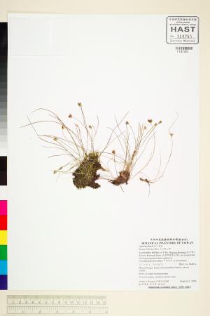 <a href="https://brmas.openmuseum.tw/muse/digi_object/ff87cf301ec6755a6d6393a3e607a3bd" target="_blank">玉山燈心草／中央研究院生物多樣性研究博物館植物標本館 (HAST)</a>