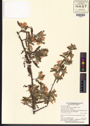 <a href="https://brmas.openmuseum.tw/muse/digi_object/ff894486e551d0b6669f14f0596b958a" target="_blank">圓葉小石積／中央研究院生物多樣性研究博物館植物標本館 (HAST)</a>
