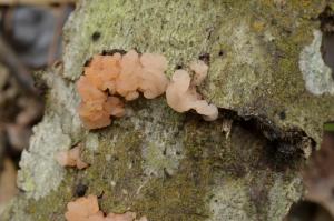 Tremella encephala(腦狀銀耳)