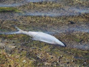 <a href="https://taieol.tw/muse/digi_object/cc355db3b0847b71797b1bd554053c11" target="_blank">虱目魚／By：leaf0605／iNaturalist</a>