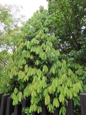 <a href="https://taieol.tw/muse/digi_object/0ee1c81b0c067b834607f14d3bb63d68" target="_blank">五掌楠／By：naturalist14740／iNaturalist</a>