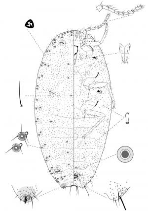 Ferrisia virgata (Cockerell, 1893)