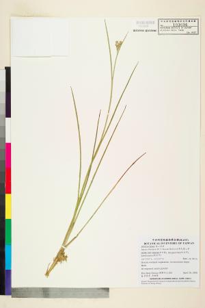 <a href="https://brmas.openmuseum.tw/muse/digi_object/ff9c2168f37f1a16e86fe2fe7a782e91" target="_blank">大井氏燈心草／中央研究院生物多樣性研究博物館植物標本館 (HAST)</a>