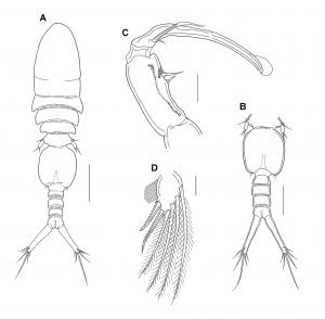 Anchimolgus tanaus_雄.jpg