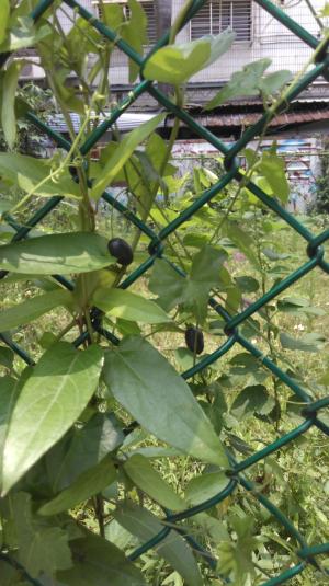 <a href="https://taieol.tw/muse/digi_object/5a1148e8966be60b4899fda40fa9590f" target="_blank">垂果瓜／By：datree／iNaturalist</a>