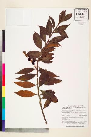 <a href="https://brmas.openmuseum.tw/muse/digi_object/ffd3627ac7d25e2fe2353e0edcb13eef" target="_blank">珍珠花(長尾葉越橘)／中央研究院生物多樣性研究博物館植物標本館 (HAST)</a>