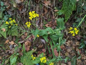 <a href="https://taieol.tw/muse/digi_object/9ad3958fee6659f6e53f4a56c4ebc813" target="_blank">蕓薹／By：lecanorchis／iNaturalist</a>