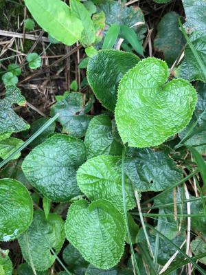 <a href="https://taieol.tw/muse/digi_object/07819ccbcf214d856b99ec84ecd95cc7" target="_blank">刺萼寒莓／By：rorolo／iNaturalist</a>