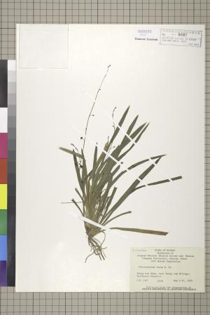 <a href="https://brmas.openmuseum.tw/muse/digi_object/fff69e66b7bc60bc575cbaf650d15ee0" target="_blank">白紋草／中央研究院生物多樣性研究博物館植物標本館 (HAST)</a>