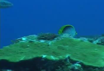 Chaetodon melannotus@fishdb-media-1821