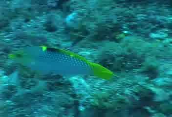 Halichoeres hortulanus@fishdb-media-10009