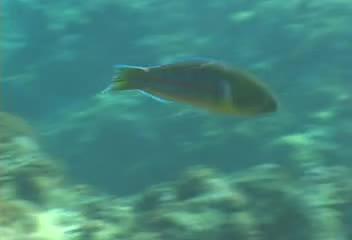 Thalassoma trilobatum@fishdb-media-8191 Thalassoma trilobatum@fishdb-media-8191