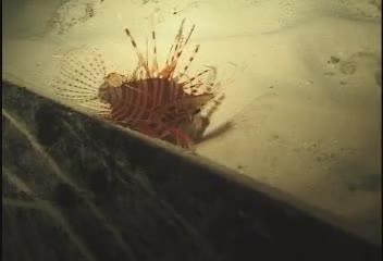 Pterois antennata@fishdb-media-6616