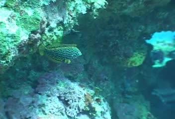 Macropharyngodon meleagris@fishdb-media-2931