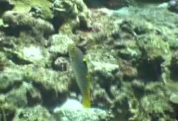 Halichoeres hortulanus@fishdb-media-3373