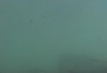 Distoechodon tumirostris@fishdb-media-6210