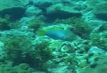 Halichoeres hortulanus@fishdb-media-2932