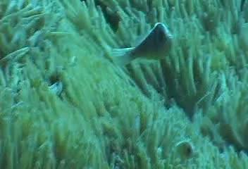 Amphiprion perideraion@fishdb-media-763 Amphiprion perideraion@fishdb-media-763