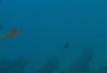 Cyprinocirrhites polyactis@fishdb-media-13239