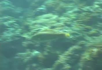 Thalassoma trilobatum@fishdb-media-8192 Thalassoma trilobatum@fishdb-media-8192