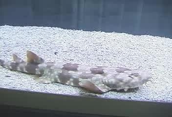 Orectolobus japonicus@fishdb-media-2906