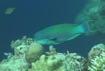 Chlorurus microrhinos@fishdb-media-3512